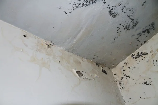 How To Clean Mold In an Attic New Caney, TX How To Clean Mold In an Attic New Caney, TX